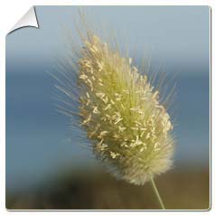 lagurus ovatus